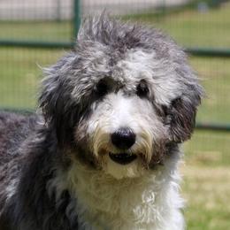 Aussiedoodles and Sheepadoodles from Hey, Dood!