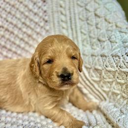 Vincent - Apricot male Goldendoodle puppy in Stockton, California from Port City Doodles