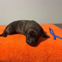 Lando (Royal Blue) - Black sable male Belgian Malinois puppy in Buckeue, Arizona from Légende Vivante Du Chief Kennel