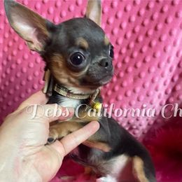 BLUE - Chihuahua
