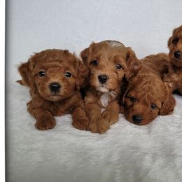 Cavapoos and Labradoodles from Sharyland Pets