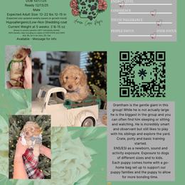 Bernedoodle, Goldendoodle, and Poodle Puppies from Anam Cara Pups