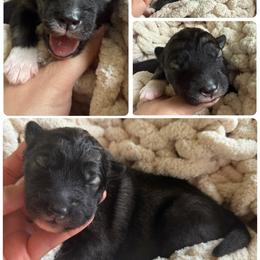 Briar - Agouti and white male Siberian Husky puppy in Florence, Kentucky from Moonlight Howl Huskies