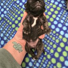 Girl 1 - Brindle female Pug puppy in Auburn, Kentucky from Prentice Family Pugs