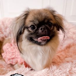 Heidi - Pekingese