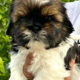 Zane - Sable male Shih Tzu puppy in Chico, California from North State Shih tzus
