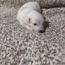 Biscuit - White female Coton de Tulear puppy in Timber, Oregon from Sterling’s Sweet Cotons