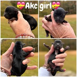 Girl number 1 - Black and tan female Yorkshire Terrier puppy in Statham, Georgia from The Yorkie Love Shack