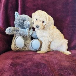 Tourmaline - Cream female Goldendoodle puppy in Morriston, Florida from Florida's Joyful Goldendoodles
