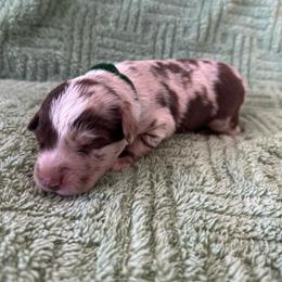 Red Merle Male 2 - Red merle male Australian Shepherd puppy in Morristown, Tennessee from Lakeway Farms