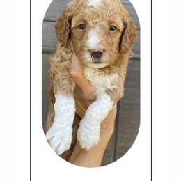 Goldendoodle Puppies from Paddington Doodles