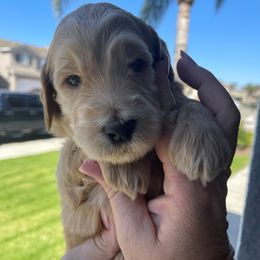Aussiedoodle, Goldendoodle, and Labradoodle Puppies from Patriot Family Paws