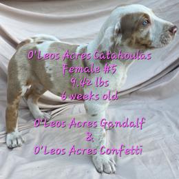 FEMALE  - 5 - Red merle female Catahoula Leopard Dog puppy in Perry, Florida from O'Leos' Acres Catahoulas