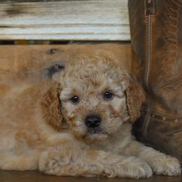 Male 3 - Black Collar - Apricot male Goldendoodle puppy in Macedon, New York from Toodles Goldendoodles
