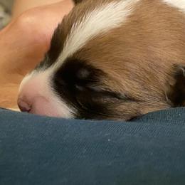 Golden Retriever and Jack Russell Terrier Puppies from Shelby Burleson's Golden Retrievers and Jack Russell Terriers