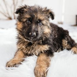 German Shepherd Puppies from Highland German Shepherds