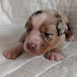 Ruby - Red merle female Miniature Australian Shepherd puppy in Crockett, Texas from Pleasant Grove Aussies