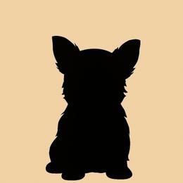 Cyrus - Parti male Yorkshire Terrier puppy in Walker, Louisiana from Precious Yorkies