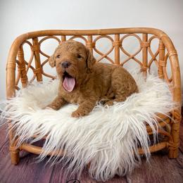 Barkley - Red  male Goldendoodle puppy in from Pink Poodles and Doodles