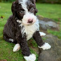 Aussiedoodle, Australian Mountain Doodle, and Bernedoodle Puppies from Magnolia Grove Farms