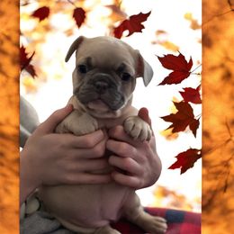 French Bulldog Puppies from Orderofthebulldogs, LLC