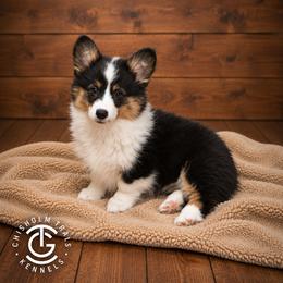 Girl 1 - Black and tan female American Corgi puppy in Hico, Texas from Chisholm Trail Kennels