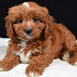 Peanut - Red male Cavapoo puppy in Temecula, California from Designer Doodles