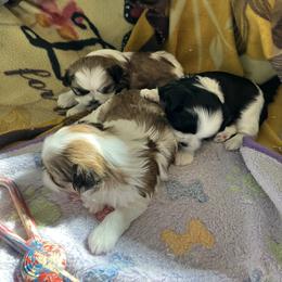 Shih Tzu Puppies from Simply Shih Tzu