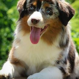 Miniature American Shepherds from Wyndemere Miniature American Shepherds