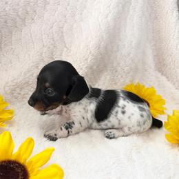 Joey - Piebald male Dachshund puppy in Palestine, Texas from Oak tree Dachshunds