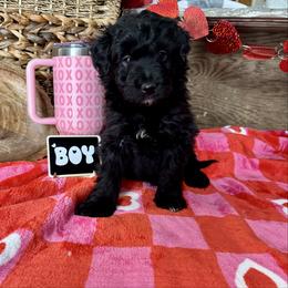 Daniel - Black and white male Aussiedoodle puppy in Charleston, Arkansas from Lazy S Aussies