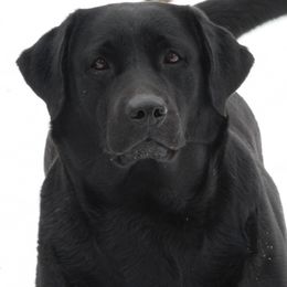 Charm  - Labrador Retriever