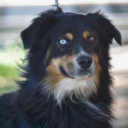 French - Black tri-color male Australian Shepherd puppy in Lubbock, Texas from REKN’ Kennel Aussies