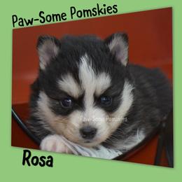 Rosa - Black and white female Pomsky puppy in Krum, Texas from Paw-Some Pomskies