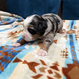 Leo - Blue merle male Miniature Australian Shepherd puppy in Marion, Michigan from Highland Hills Mini Aussies