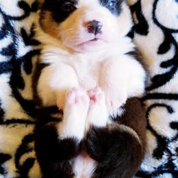 American Corgi and Pembroke Welsh Corgi Puppies from Whimsical Treasure Corgis