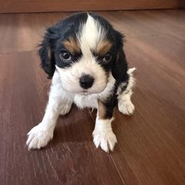 Boy 1 - male Cavalier King Charles Spaniel puppy in Solon, Ohio from Rosie’s Pups