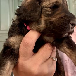 Bernedoodle Puppies from Triple W Doodles