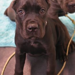 American Corgi, Cane Corso, Pembroke Welsh Corgi, and Rhodesian Ridgeback Puppies from Diamondcrest Inc