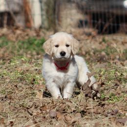 Golden Retriever Puppies from Golden Barnes Kennel