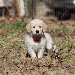 Golden Retriever Puppies from Golden Barnes Kennel