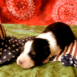 Australian Shepherd Puppies from Dovehawk Australian Shepherds