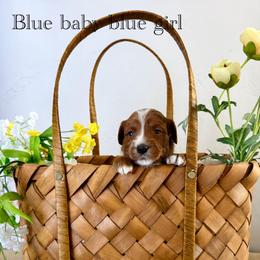Blue - Red  female Goldendoodle puppy in Orangevale, California from Ugly Dad Doodles