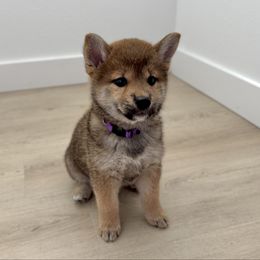 Kana - Red female Shiba Inu puppy in Texas from Sakura Blossom Shibas