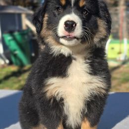 Red collar - Black tri male Miniature American Shepherd puppy in Cool, California from Foothill Aussies
