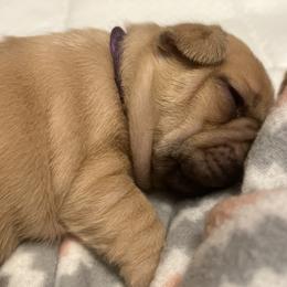 Gertie - Blue fawn female French Bulldog puppy in Dubois, Idaho from White Hippo Frenchies