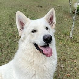 Leo - Berger Blanc Suisse