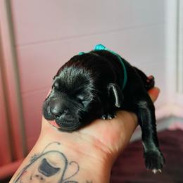 Adriano - Black male Cane Corso puppy in Houston, Texas from Mortaio Cane Corso