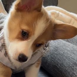 Pembroke Welsh Corgi Puppies from Shabby Chic Corgis