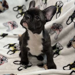 Boy 1 - French Bulldog puppy from Frenchie In The Now